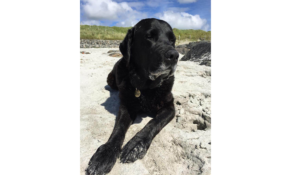 Senior-Pet-Care2
