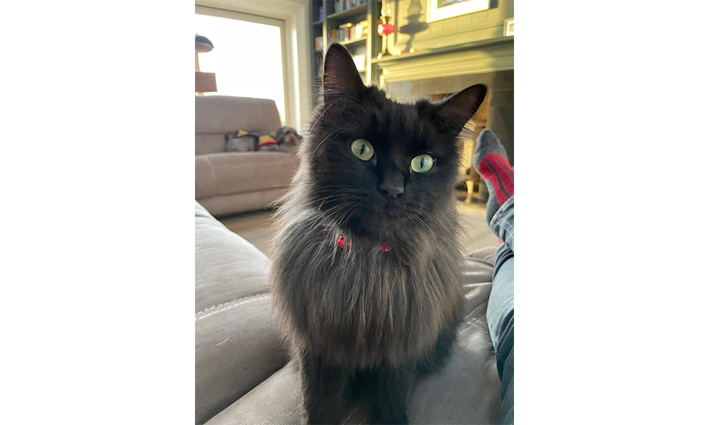 looking-after-a-new-pet