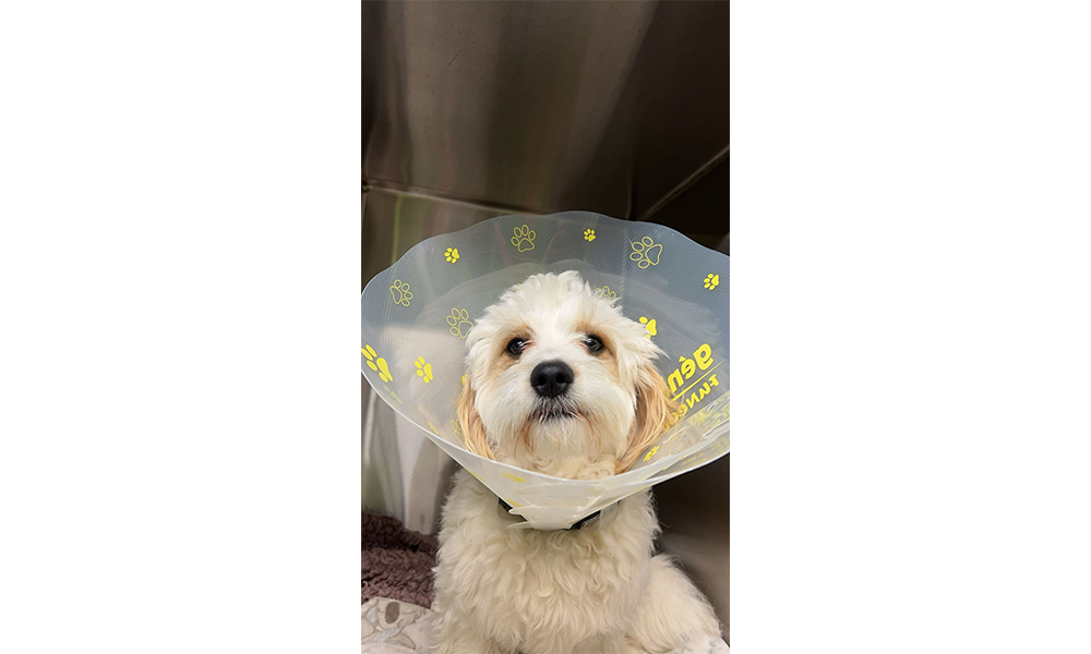 neutering