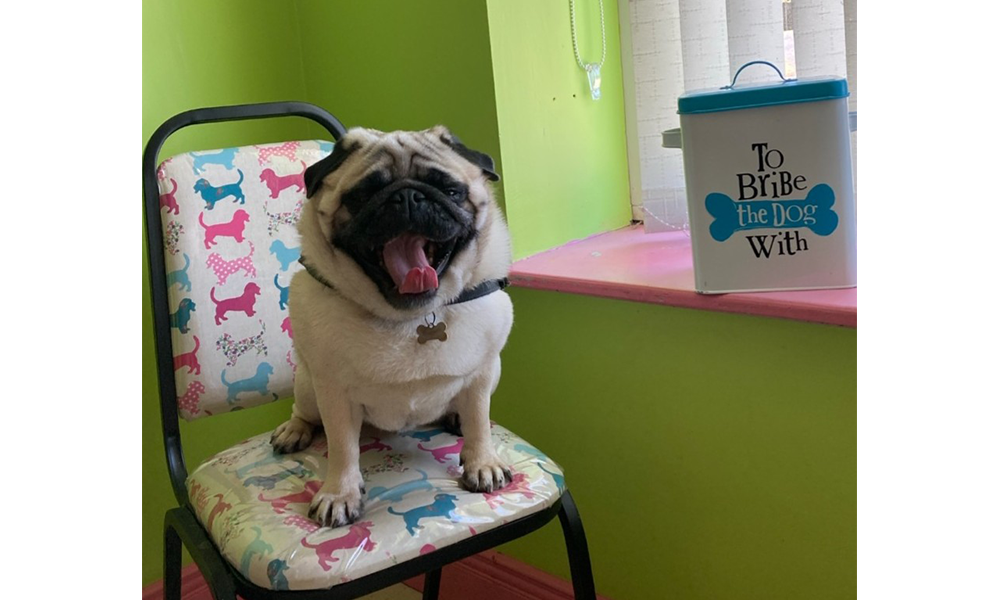 dog-vaccinations