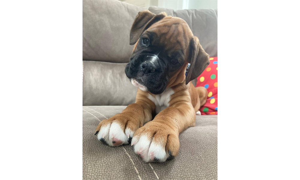New-Puppy