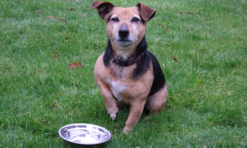 Pet-Nutrition