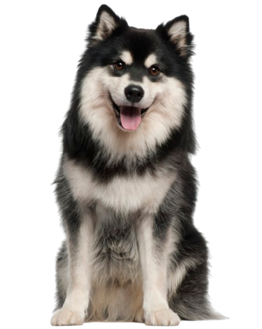 dog2