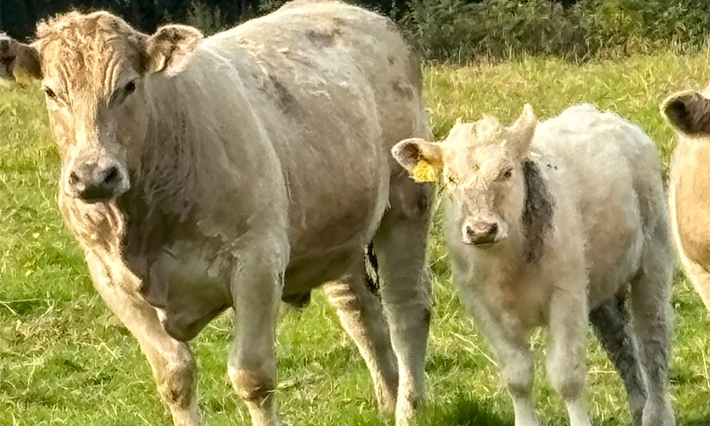 farm-Visit