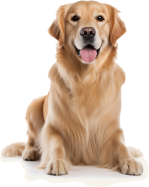 imgi_11_about-img-dog.png