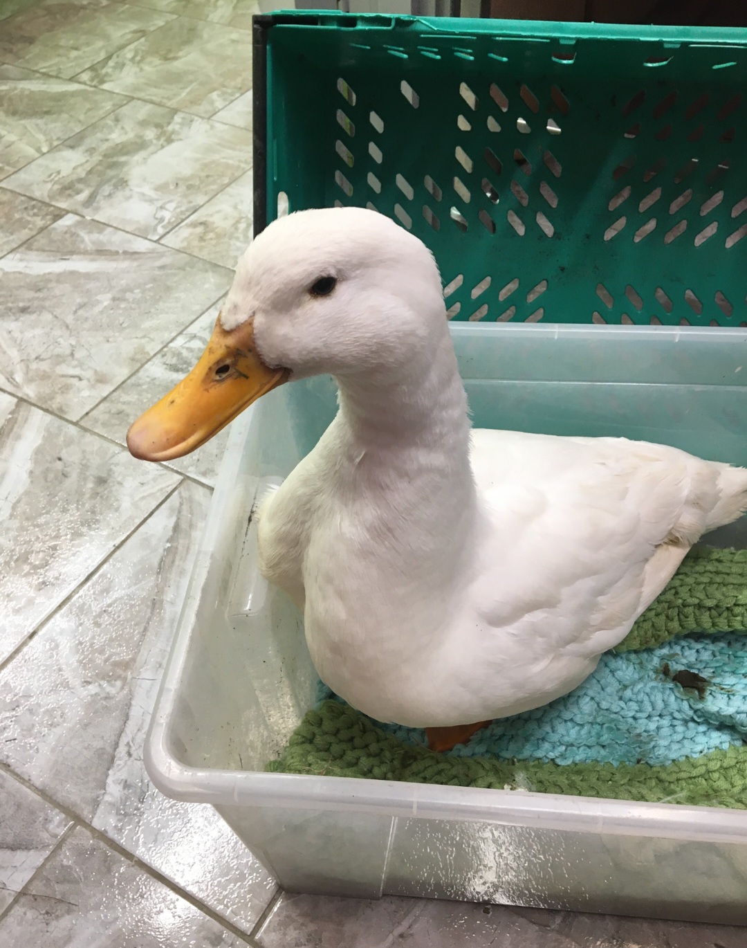 duck