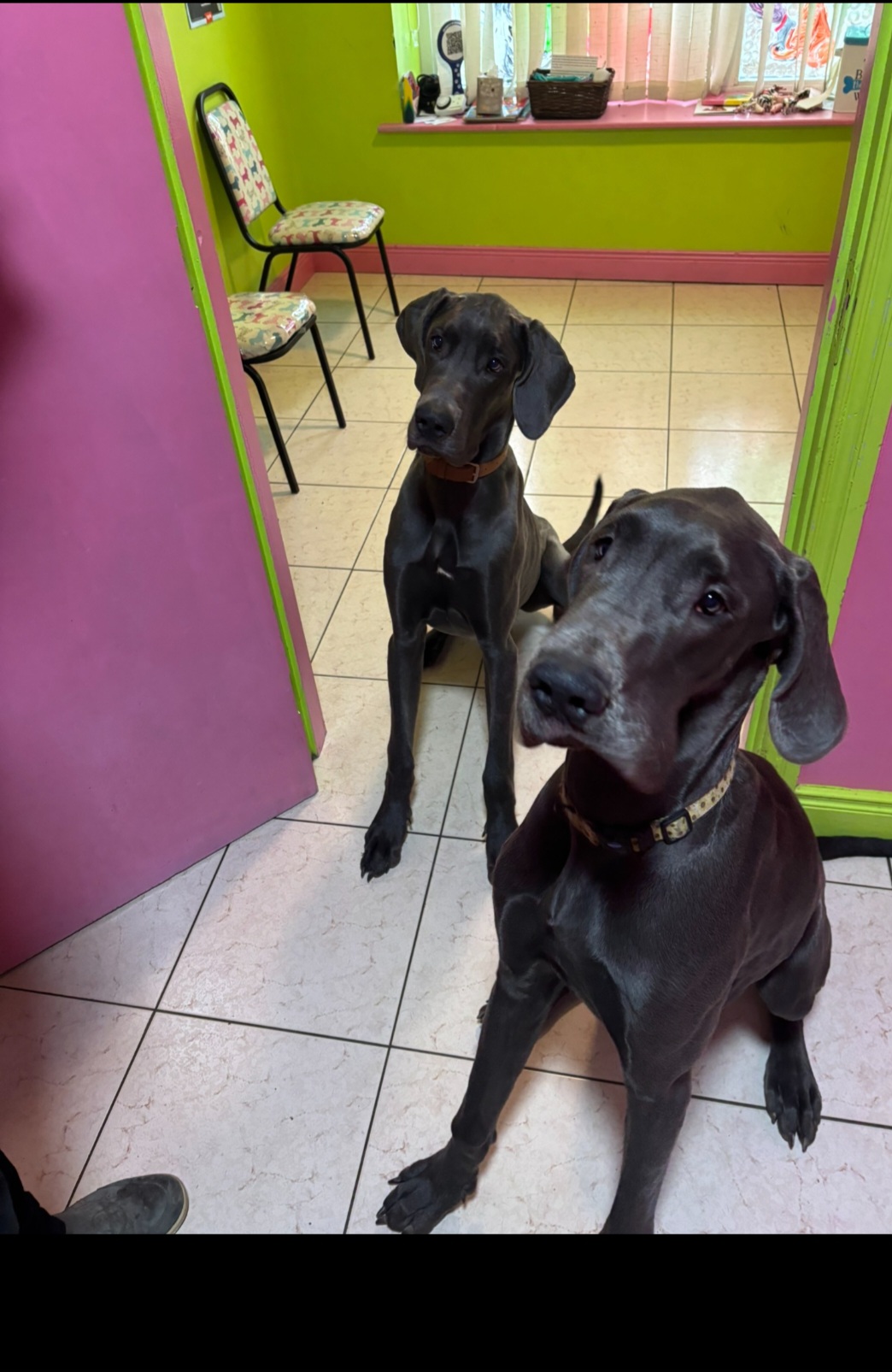 great danes