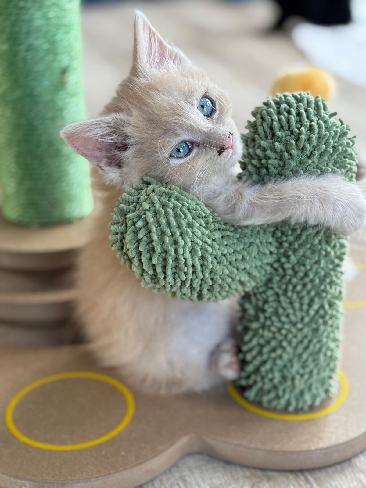 kitten 2