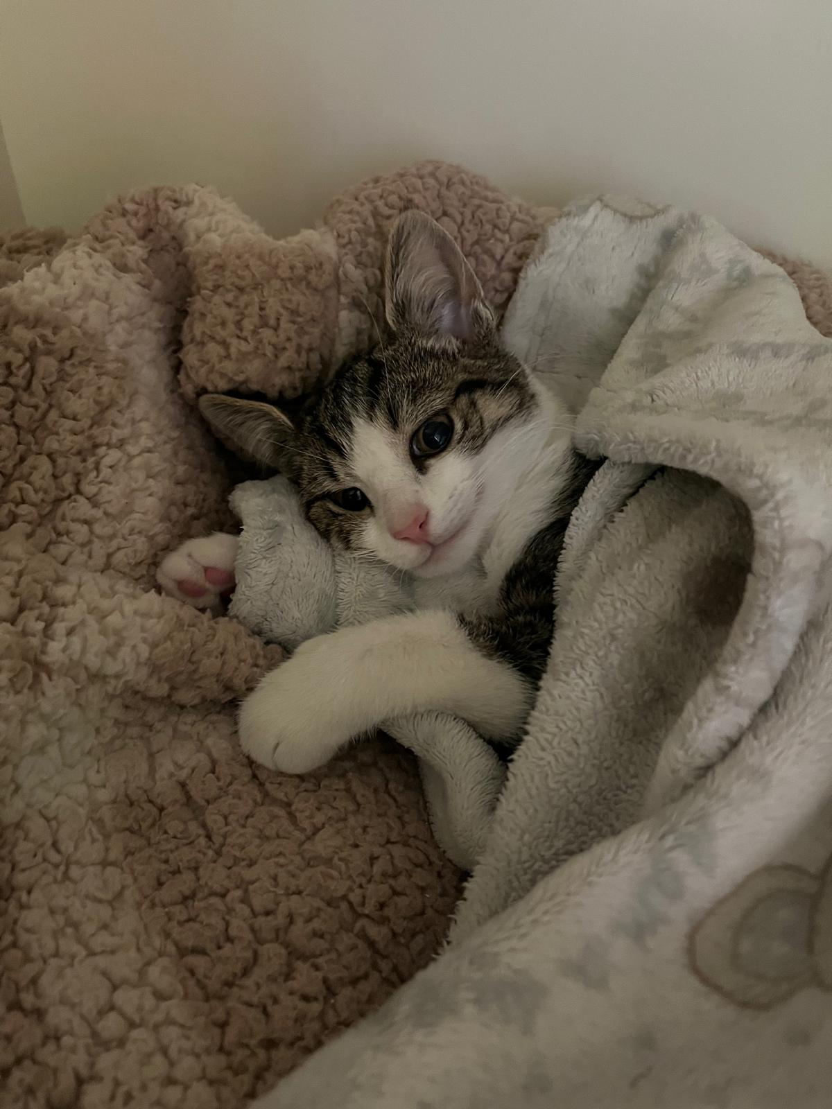 kitten 3