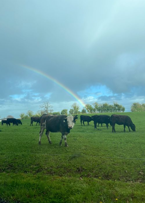 cows and rainbow