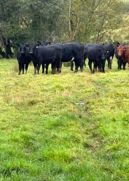 cows in field