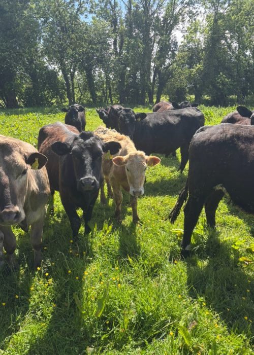 cows in field1
