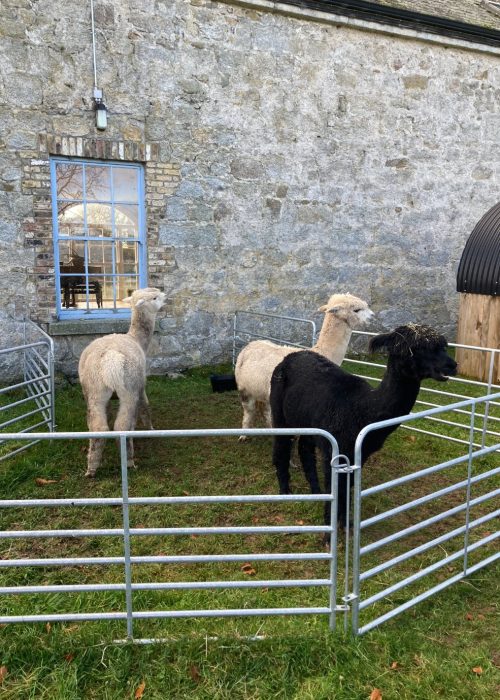llamas