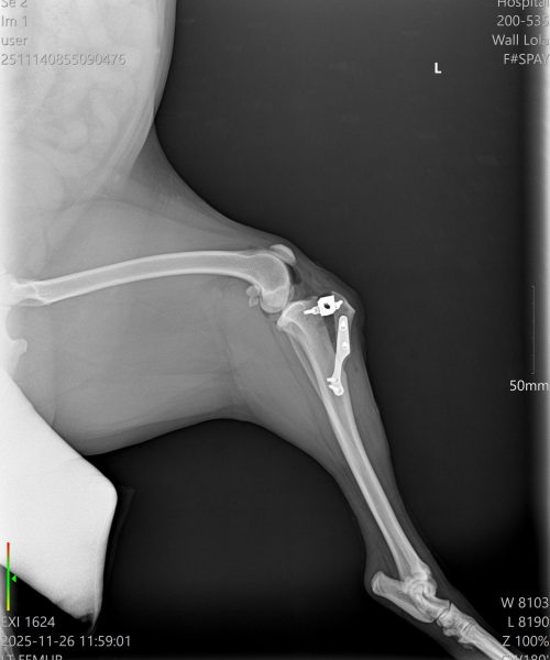 orthopaedic 2