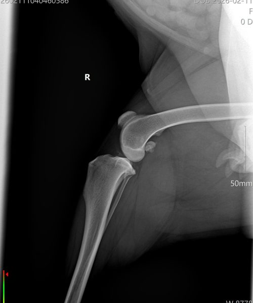 orthopaedic 3