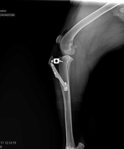 orthopedic 4