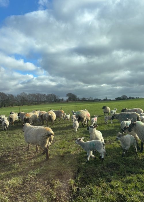 sheep in field 1